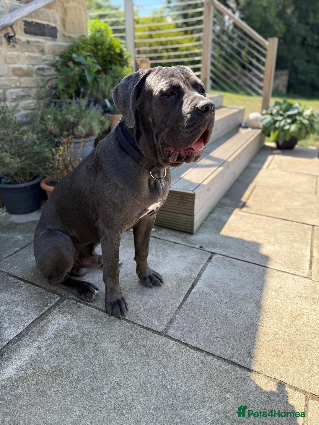 Cane Corso dogs for sale: Lovable Cane Corso - Image 2