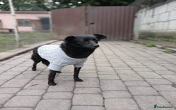 Mixed Breed dogs for adoption: 💖🐶 SUNNY 🐶💖 - Image 14