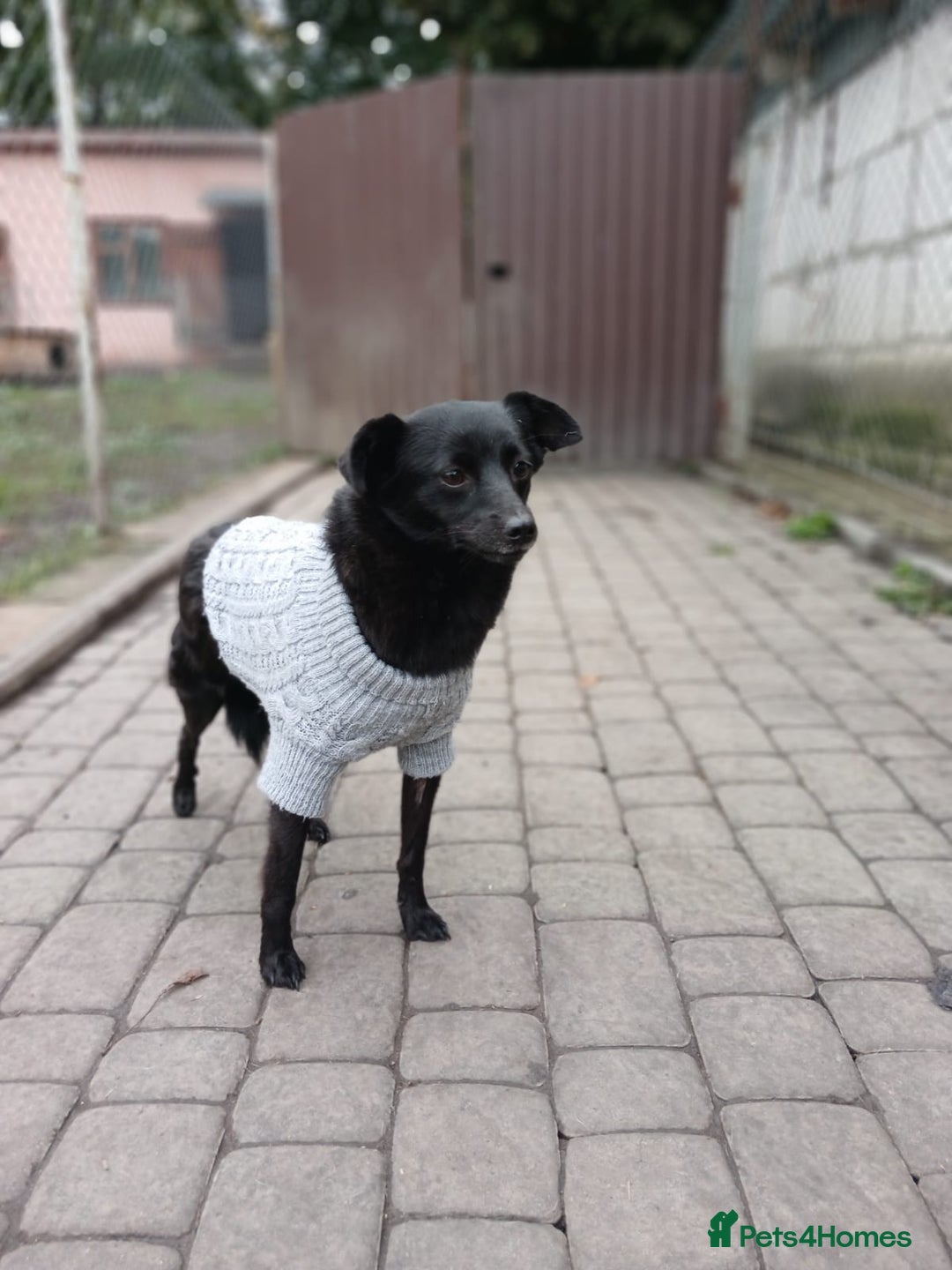 Mixed Breed dogs for adoption: 💖🐶 SUNNY 🐶💖 - Image 14