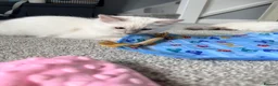 Ragdoll cats for sale: ✨5 blue point and 1 lilac ragdoll kittens ✨ - Advert 10