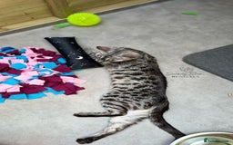 Bengal cats for sale: 🩷Beautiful Silver Charcoal, TICA registered 🐾 - Image 3