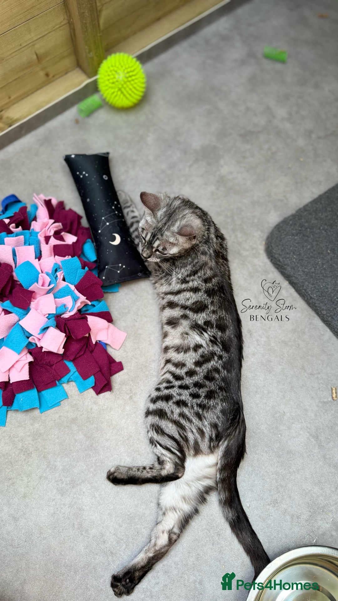 Bengal cats for sale: 🩷Beautiful Silver Charcoal, TICA registered 🐾 - Image 3