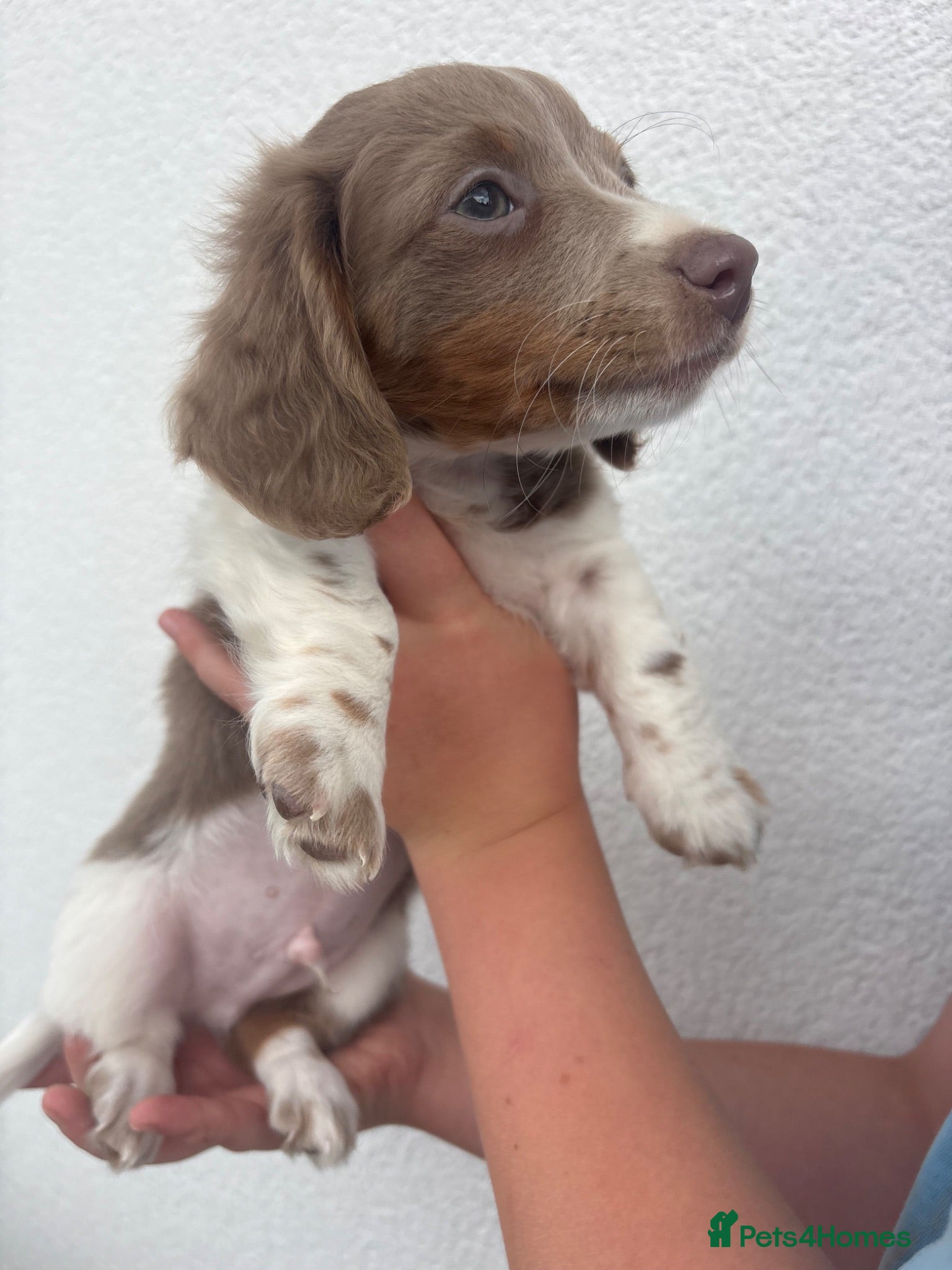 Miniature Dachshund dogs ♥️ Isabella miniature dachshunds ❤️ - Advert 2