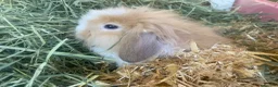 Cashmere Lop rabbits for sale: Cashmere Holland lop bunnies - Advert 8