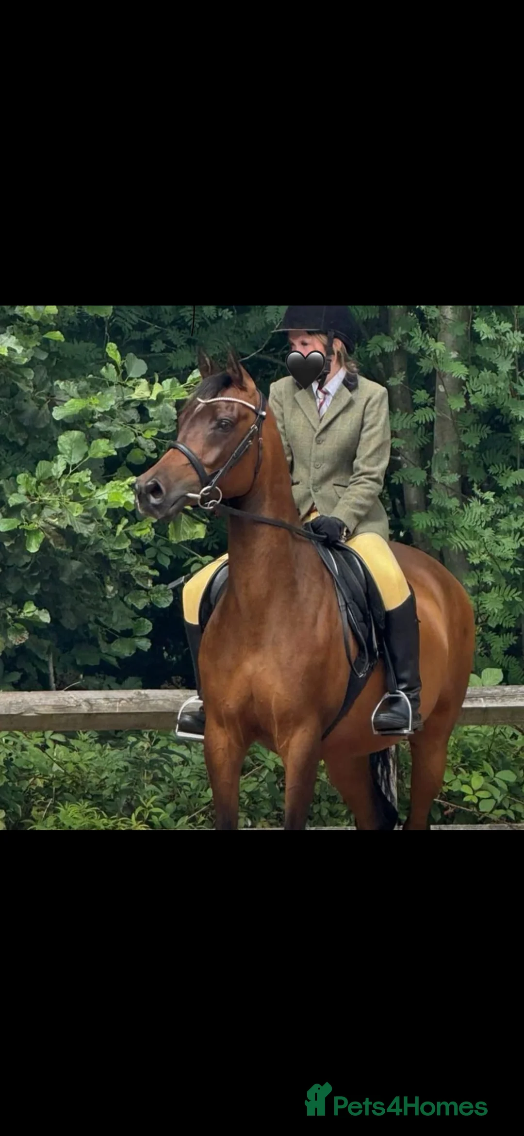 Arabian horse horses for sale: 15hh Bay Arabian Mare - Advert 2