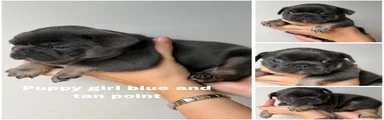 French Bulldog 3