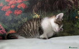 British Shorthair cats for sale: British Short Hair x Domestic Short Hair - Image 23