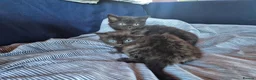 Mixed Breed cats for sale: Mixed Breed Cross Ragdoll Kittens - Advert 8