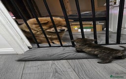 Mixed Breed dogs for sale: Chaffy puppies Chow x Staffy - Advert 5