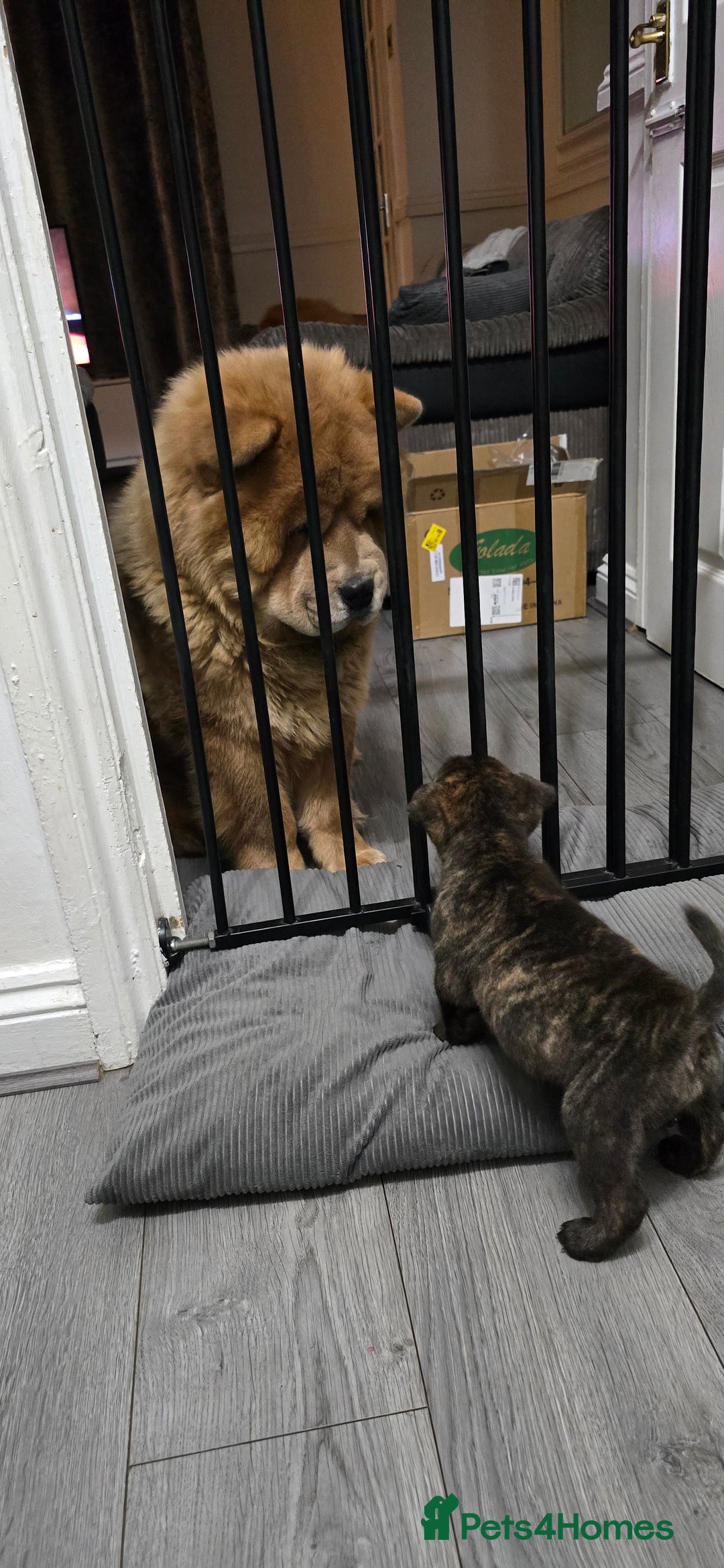 Mixed Breed dogs for sale: Chaffy puppies Chow x Staffy - Advert 5