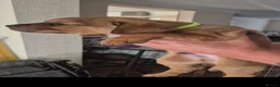 Mixed Breed dogs for sale: Mastweiler - Advert 6