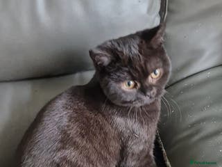 British Shorthair cats Bsh black girl,*ready to leave* - Advert 11