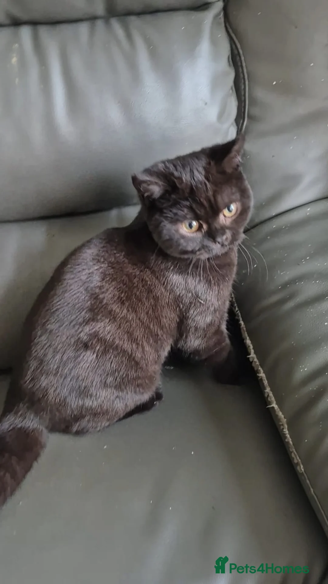 British Shorthair cats for sale: Bsh black girl,*ready to leave* - Advert 1
