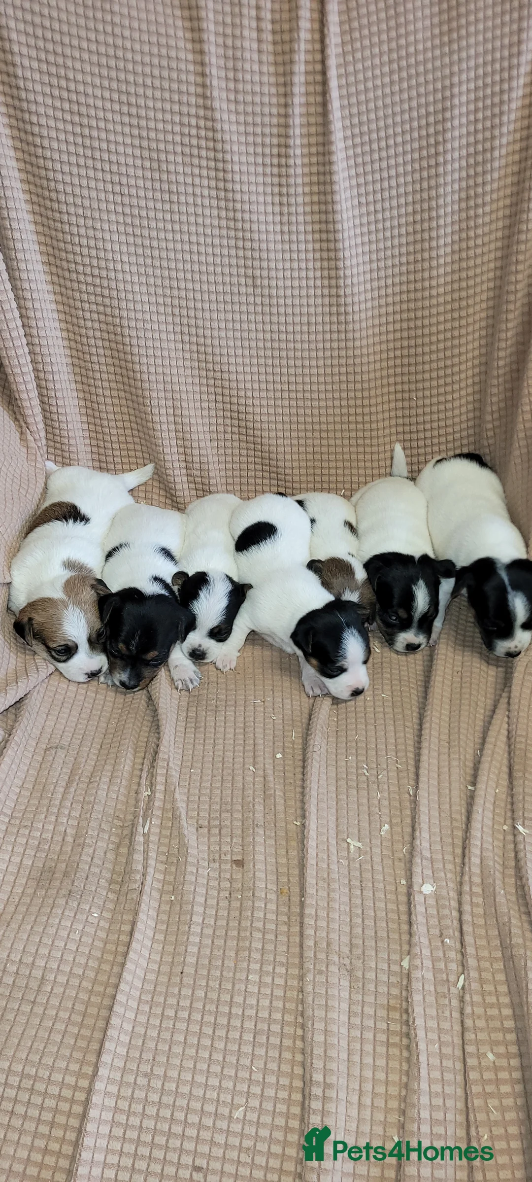 Jack Russell dogs for sale: Old fashioned short legged Jack russel pups!!! - Advert 20