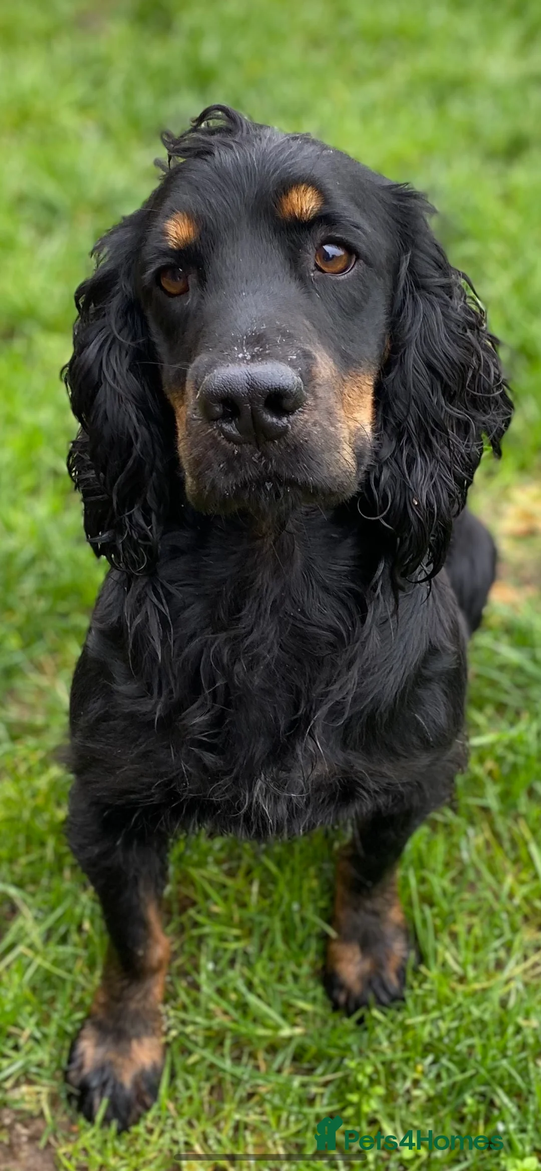 Cocker Spaniel dogs for stud: KC REGISTERED WORKING COCKER AVAILABLE AT STUD in New Milton - Advert 15
