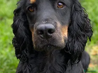 Cocker Spaniel dogs KC REGISTERED WORKING COCKER AVAILABLE AT STUD - Advert 2