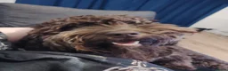 Cockapoo dogs for sale: 1 year old cocapoo male  in Southend-on-Sea - Advert 2