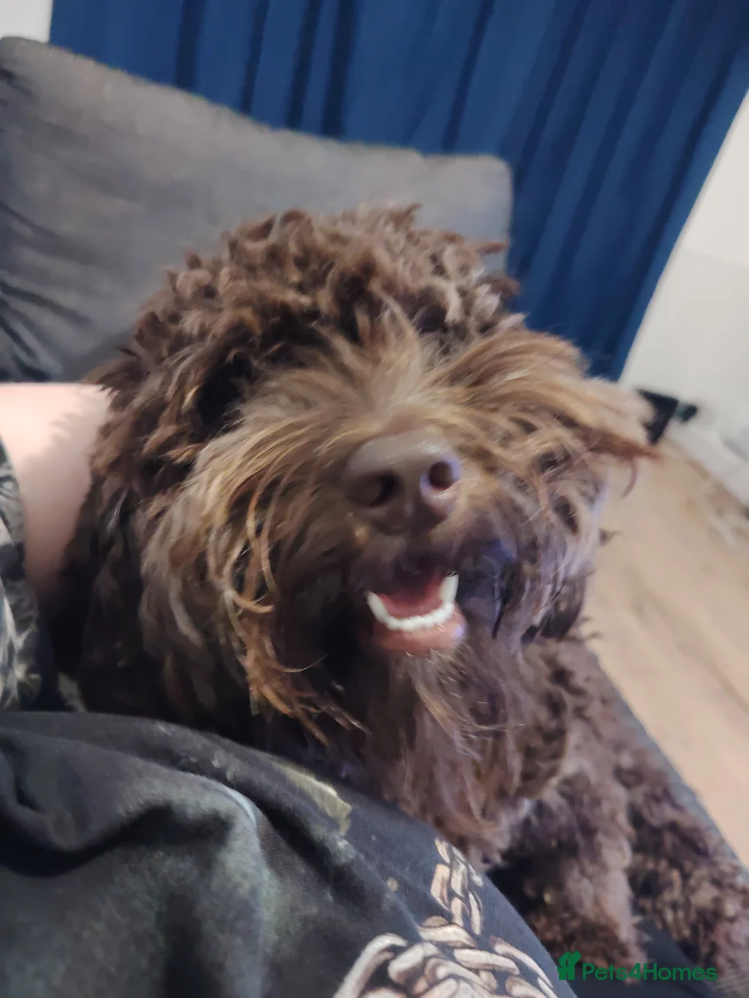 Cockapoo dogs for sale: 1 year old cocapoo male  in Southend-on-Sea - Advert 2