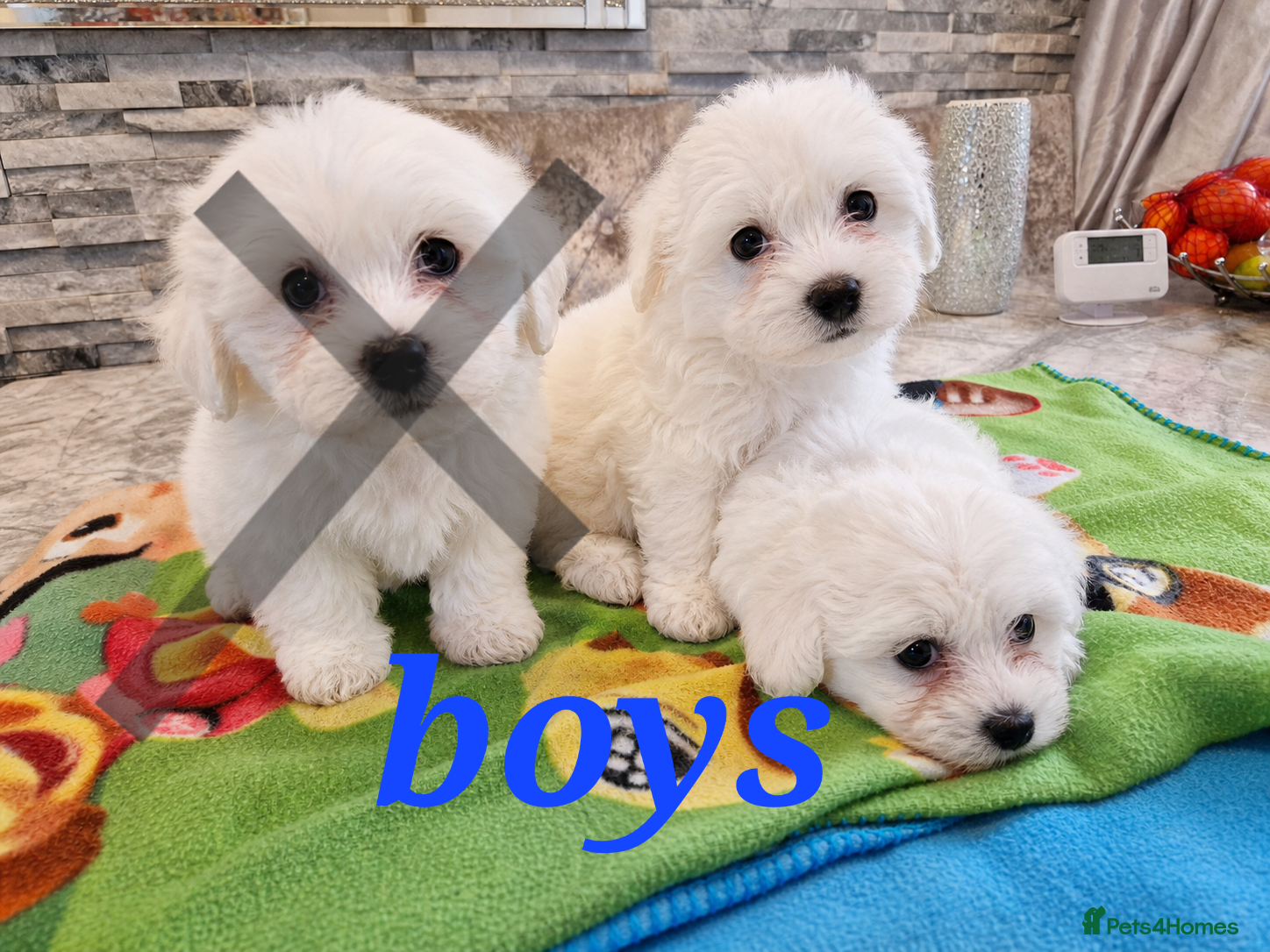 Mixed Breed dogs Last 2 males available!!!Ready to leave !!! - Advert 6