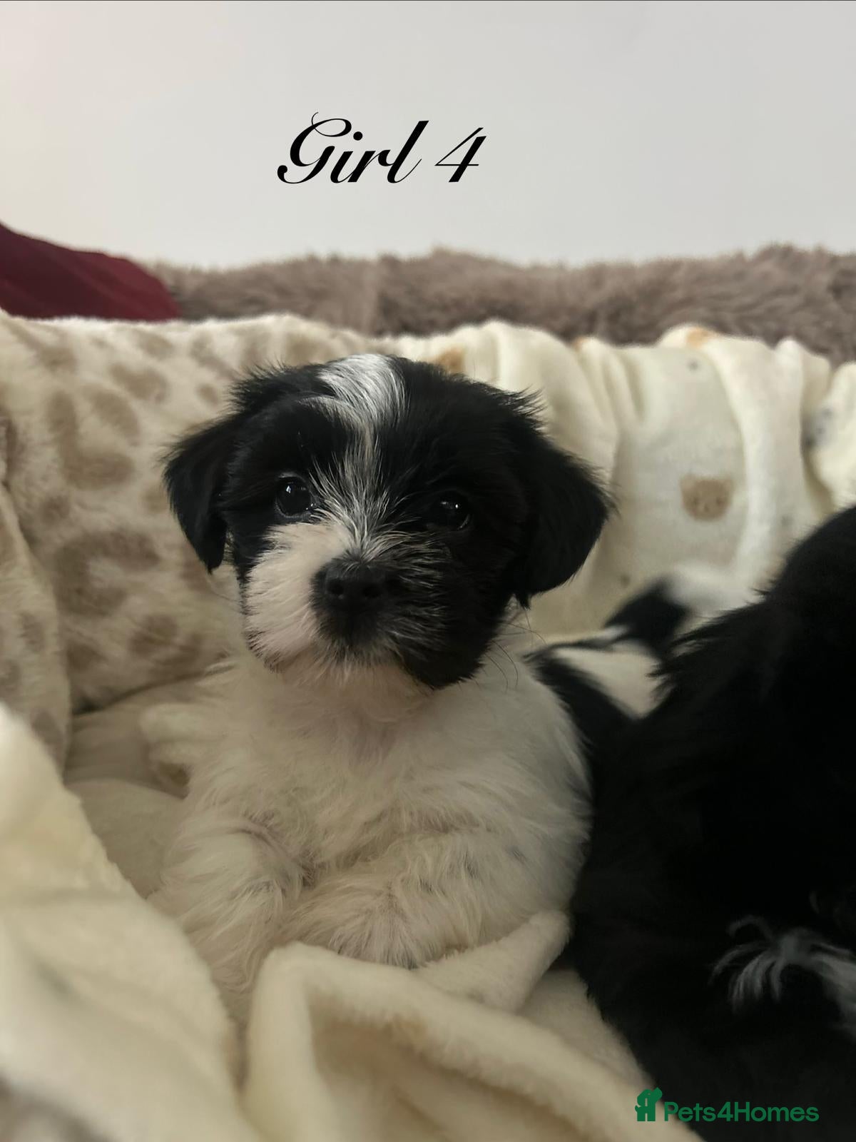 Shorkie dogs Beautiful shorkie puppies ready to go soon - Advert 2