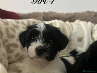 Shorkie dogs Beautiful shorkie puppies ready to go soon - Advert 2