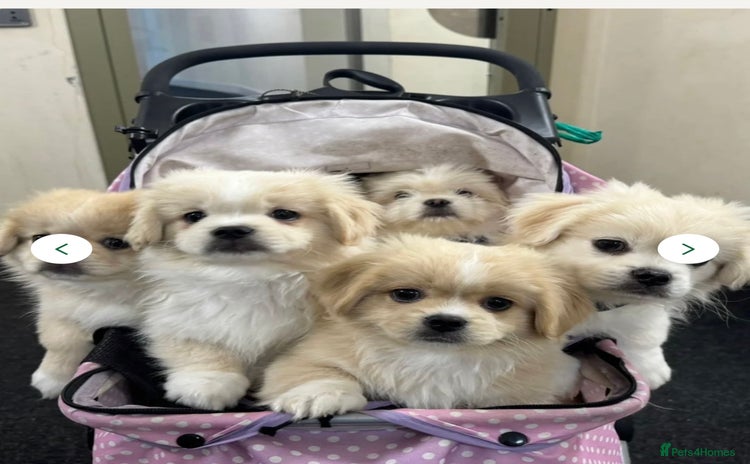 Mixed Breed dogs - Advert 1
