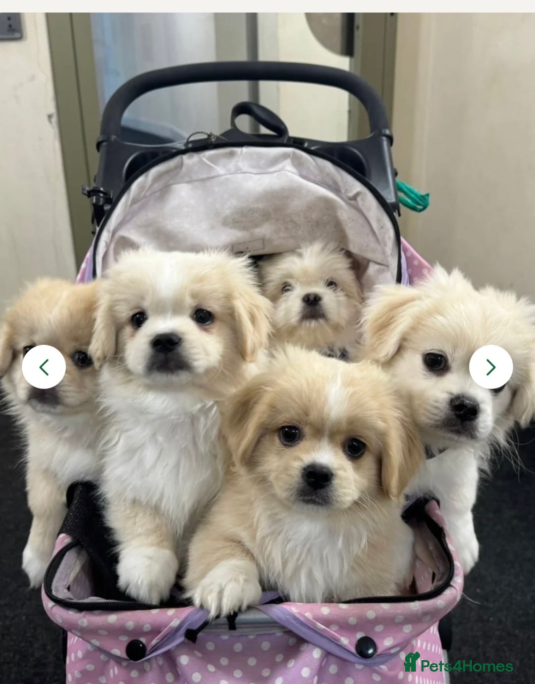 Mixed Breed dogs for sale: CUTE FEMALE PUPPY AVAILABLE 🐾🐶 - Image 1