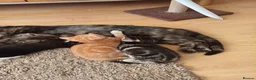 Mixed Breed cats for sale: 5 Stunning Domestic Kittens tabby orange stripe - Advert 6