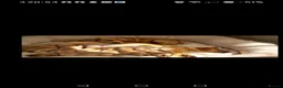 Labrador Retriever dogs for sale: Red fox labrador puppies  in Rotherham - Advert 7