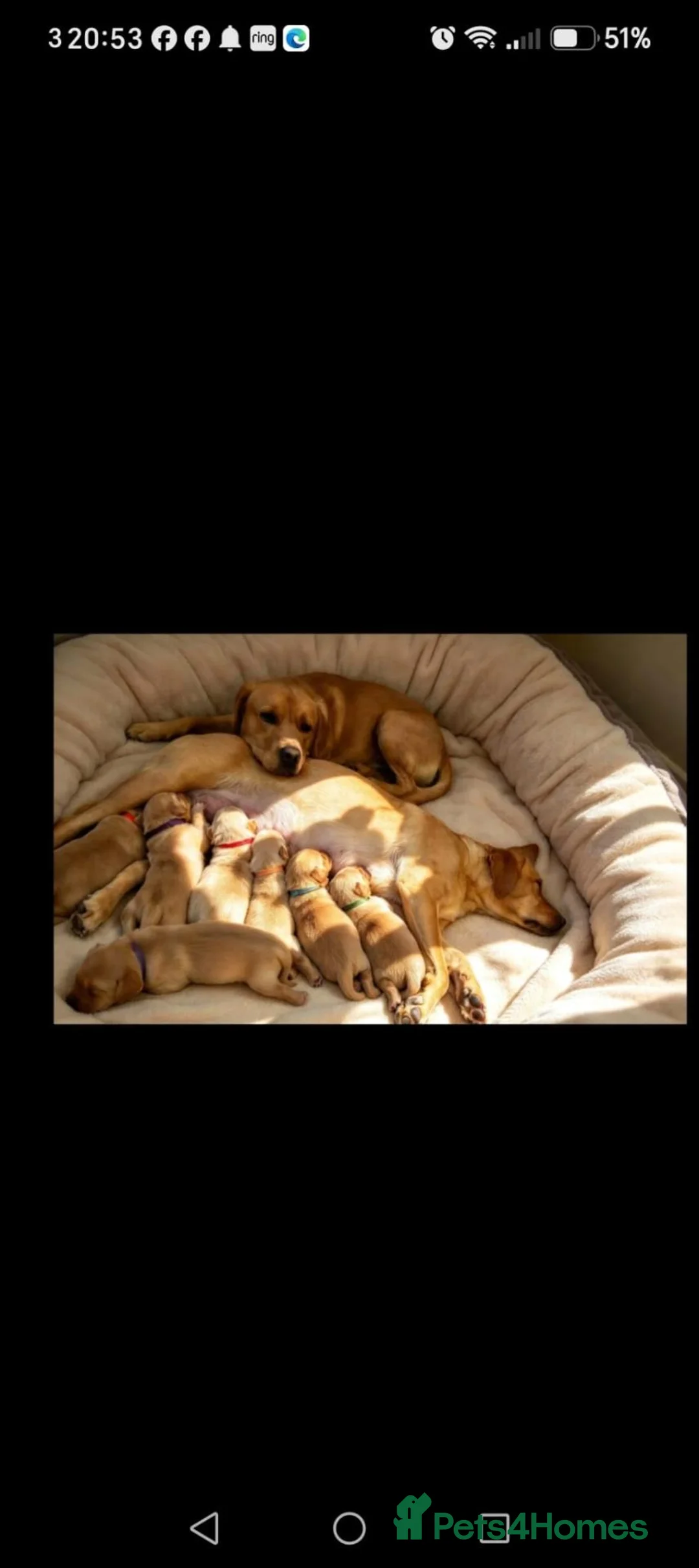 Labrador Retriever dogs for sale: Red fox labrador puppies  in Rotherham - Advert 7