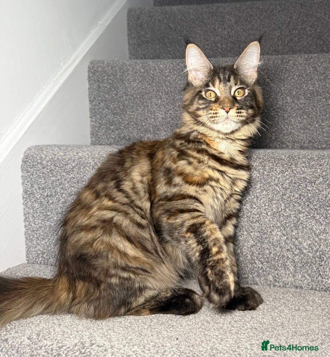 Maine Coon cats for sale: Champion line kittens , 2 girls left☺️ - Advert 4