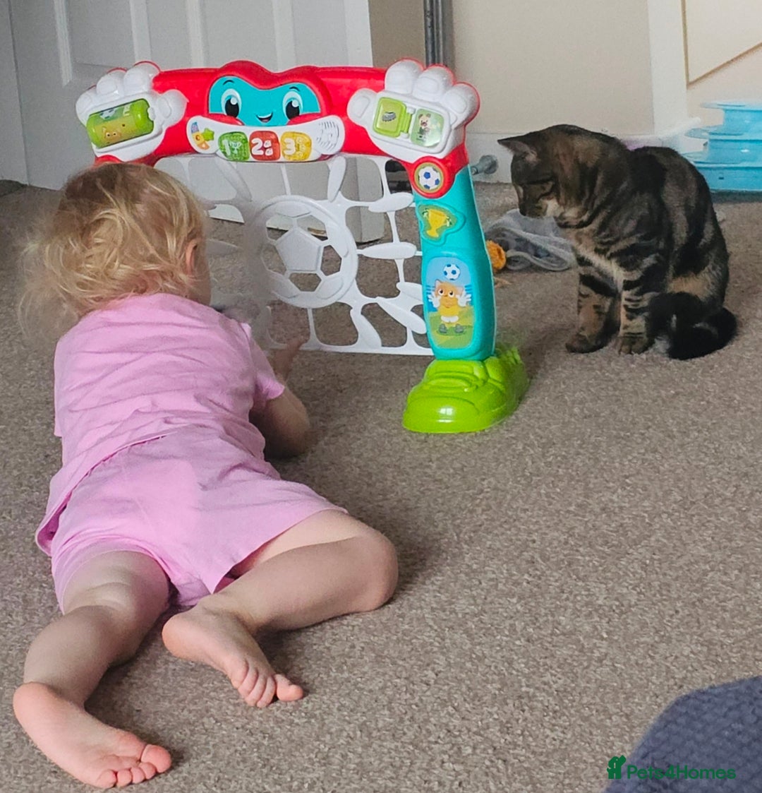 Mixed Breed cats for sale: BOB - 10mth Male Kitten  - Advert 2