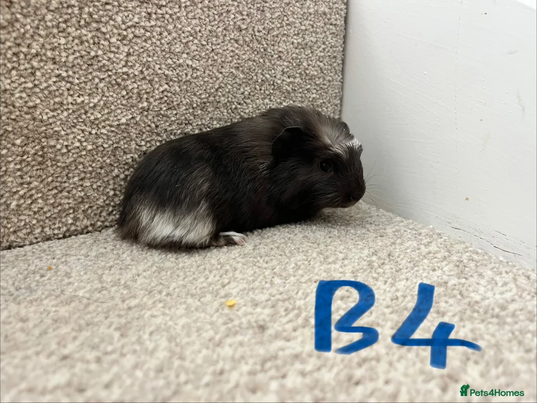 Guinea Pig rodents for sale: Baby guinea pigs  - Advert 13