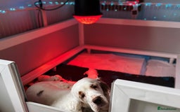 Clumber Spaniel dogs for sale: stunning litter of Clumber Spaniel puppies - Advert 6