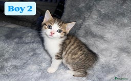 Domestic Shorthair cats for sale: Beautiful Kittens looking for a forever home - Image 2