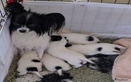 Papillon dogs for sale: One boy and one girl available  - Image 3