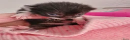 Mixed Breed cats for sale: Black cats  - Advert 3