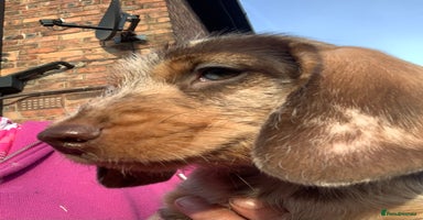 Dachshund dogs - Advert 2