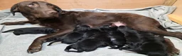 Goldador dogs for sale: Beautiful Home-Raised Goldador Puppies - Advert 2