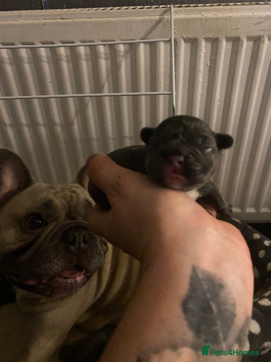 French Bulldog dogs for sale: Stunning french bulldog puppies - Advert 4