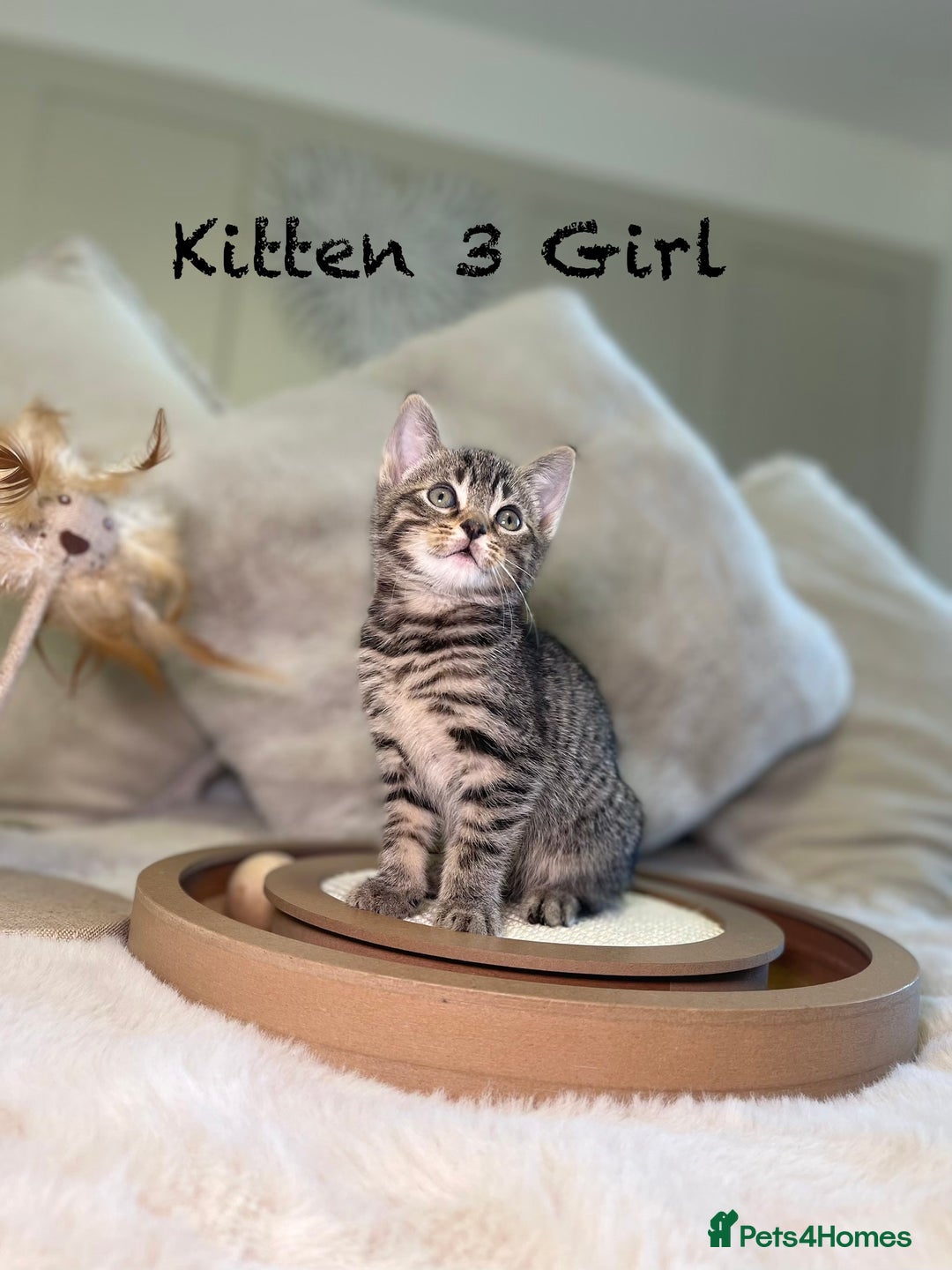 Mixed Breed cats for sale: Stunning kittens 8 weeks old ready now  - Advert 12