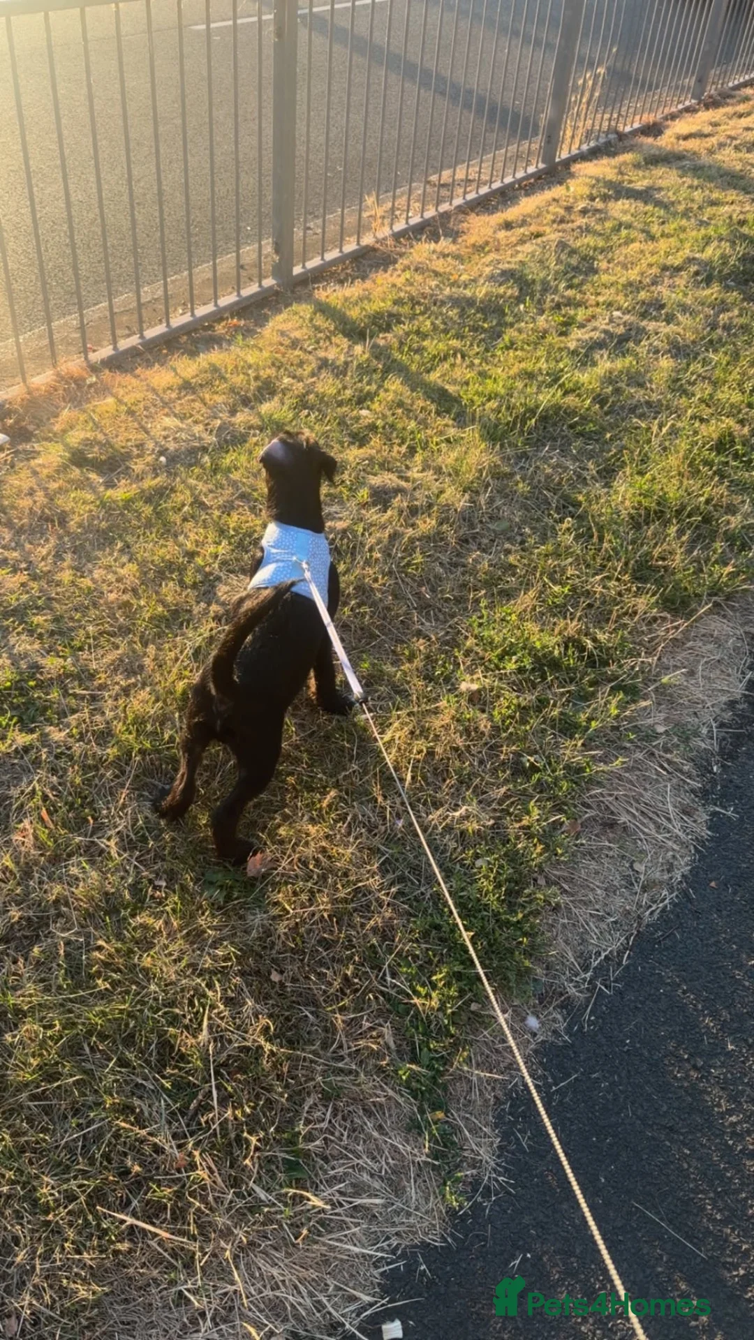 Patterjack dogs for sale: Bear  in Stourbridge - Advert 10