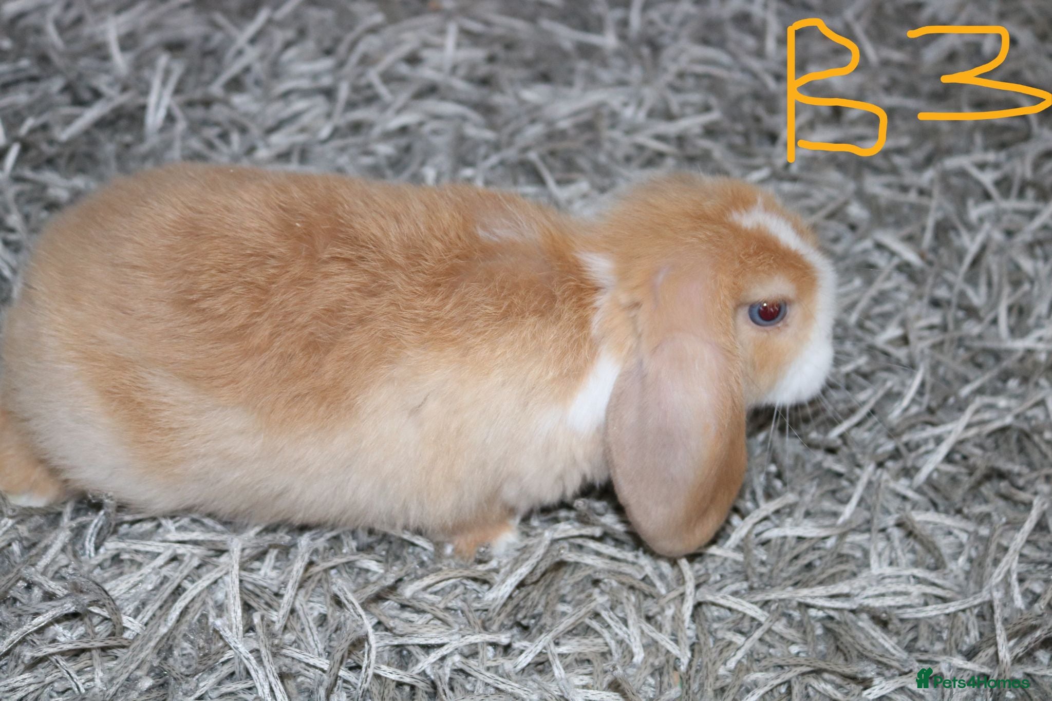 Mini Lop rabbits Stunning Mini Lop / Mini Plush Babies - Advert 1