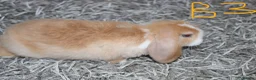 Mini Lop rabbits for sale: 5 Mini Lop / Mini Plush Babies - Advert 9