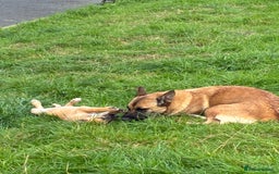 German Shepherd dogs for sale: Belgian Malinois  - Image 4