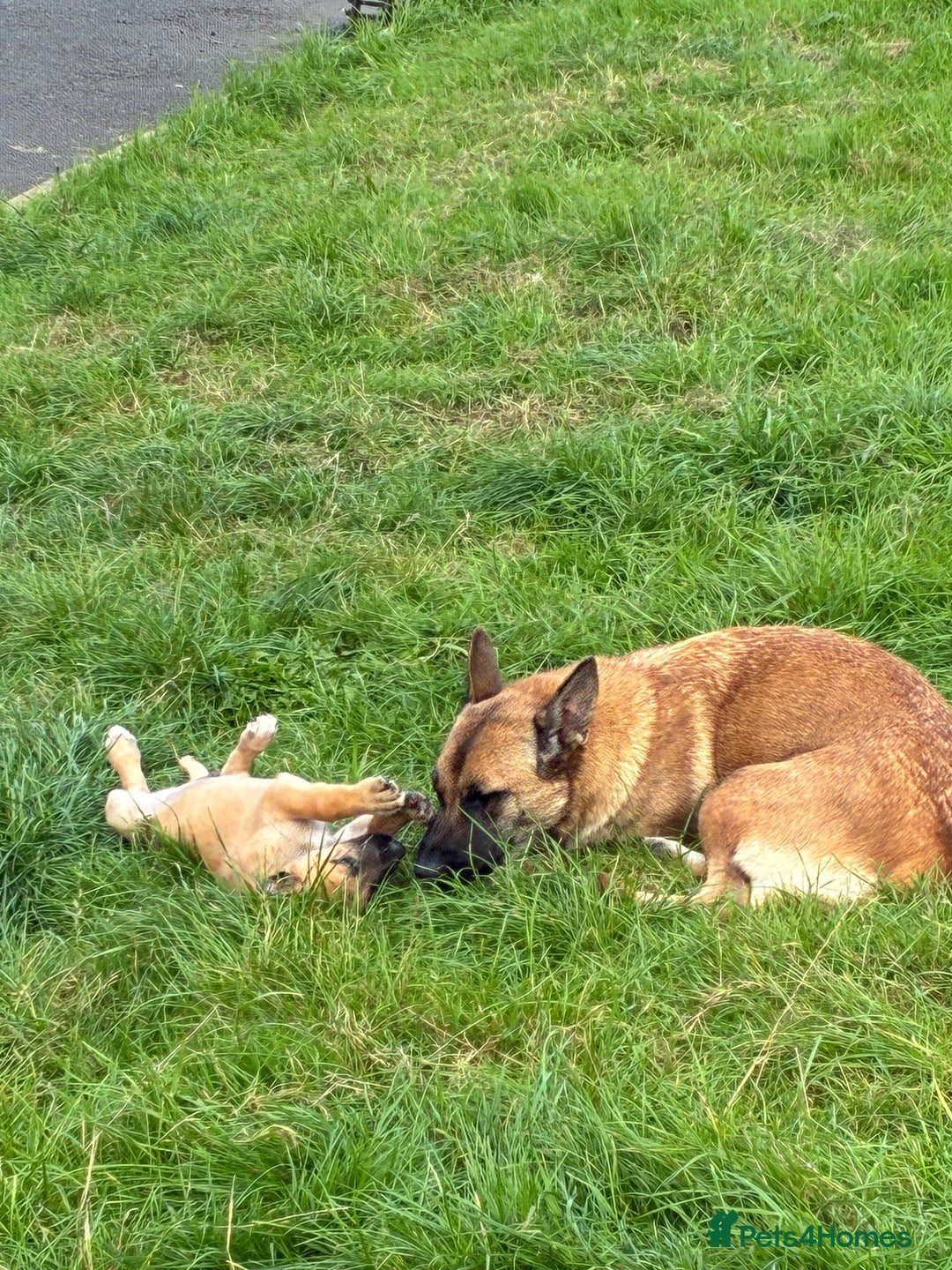 German Shepherd dogs for sale: Belgian Malinois  - Image 4