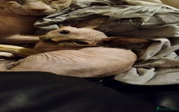 Sphynx cats for sale: Female sphynx kitten - Image 2