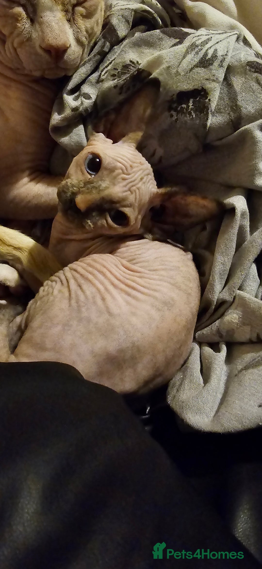 Sphynx cats for sale: Female sphynx kitten - Image 2