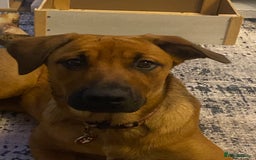 Mixed Breed dogs for sale: Brother and sister Belgian/ Rottweiler  - Advert 2