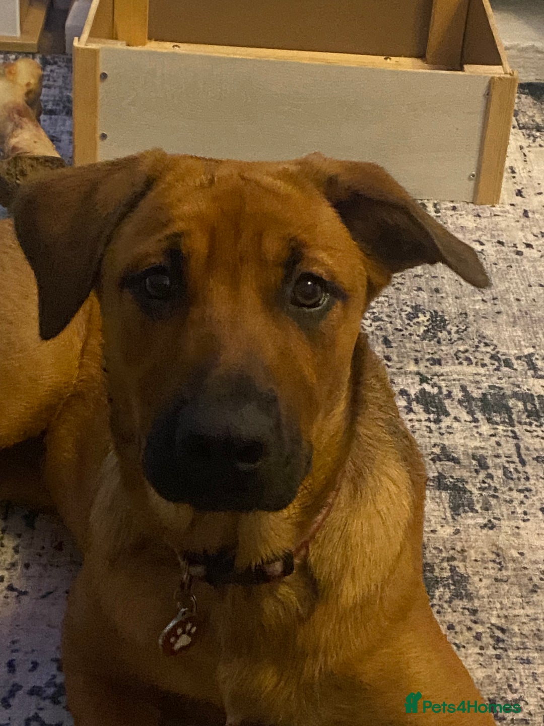 Mixed Breed dogs for sale: Brother and sister Belgian/ Rottweiler  - Advert 2